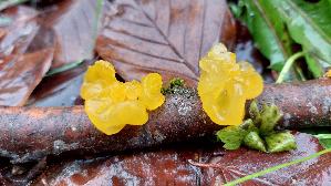Goldgelber-Zitterling_Tremella-mesenterica_20251206_101201.jpg