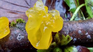 Goldgelber-Zitterling_Tremella-mesenterica_20251206_101224.jpg