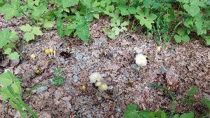 Goldmistpilz_Bolbitius-titubans_20260607_131312.jpg