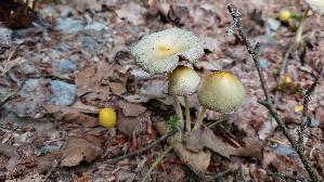 Goldmistpilz_Bolbitius-titubans_20260607_131325.jpg