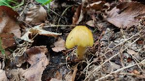 Goldmistpilz_Bolbitius-titubans_20260610_115607.jpg