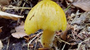 Goldmistpilz_Bolbitius-titubans_20260610_115621.jpg