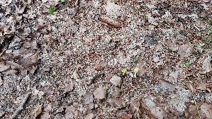 Goldmistpilz_Bolbitius-titubans_20260610_121011.jpg