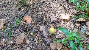 Goldmistpilz_Bolbitius-titubans_20260826_120558.jpg