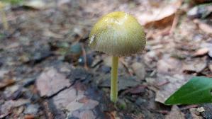 Goldmistpilz_Bolbitius-titubans_20260826_120611.jpg