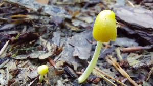 Goldmistpilz_Bolbitius-titubans_20260826_120631.jpg