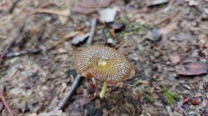 Goldmistpilz_Bolbitius-titubans_20260826_120704.jpg