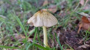 Goldmistpilz_Bolbitius-titubans_20260901_141114.jpg