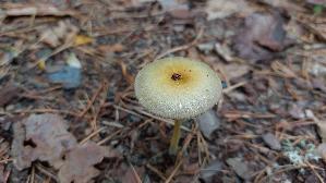 Goldmistpilz_Bolbitius-titubans_20260902_123452.jpg