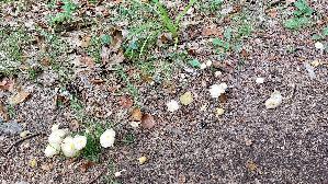 Goldmistpilz_Bolbitius-titubans_20260903_143643.jpg