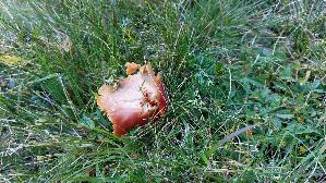 Granatroter-Saftling_Hygrocybe-punicea_20250906_125943.jpg