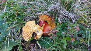 Granatroter-Saftling_Hygrocybe-punicea_20250906_125955.jpg