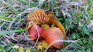 Granatroter-Saftling_Hygrocybe-punicea_20250906_130047.jpg