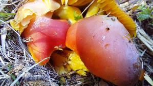 Granatroter-Saftling_Hygrocybe-punicea_20250906_130147.jpg