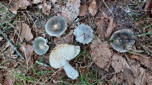 Grasgruener-Taeubling_Russula-aeruginea_20260912_123511.jpg