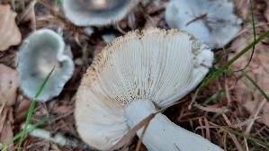 Grasgruener-Taeubling_Russula-aeruginea_20260912_123524.jpg