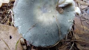 Grasgruener-Taeubling_Russula-aeruginea_20260912_123551.jpg