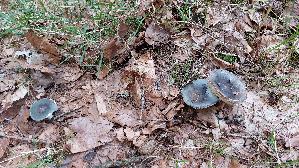 Grasgruener-Taeubling_Russula-aeruginea_20260912_123909.jpg
