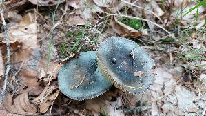 Grasgruener-Taeubling_Russula-aeruginea_20260912_123920.jpg