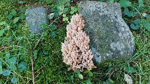 Grau--e-Koralle_Clavulina-cinerea_20250903_150024.jpg