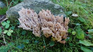 Grau--e-Koralle_Clavulina-cinerea_20250903_150038.jpg