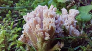 Grau--e-Koralle_Clavulina-cinerea_20250903_150125.jpg