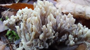 Grau--e-Koralle_Clavulina-cinerea_20251204_125108.jpg