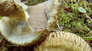 Grau--er-Laerchenroehrling_Suillus-viscidus_20250809_111633.jpg