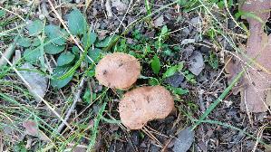 Grau--er-Laerchenroehrling_Suillus-viscidus_20250904_135839.jpg