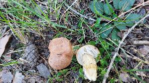 Grau--er-Laerchenroehrling_Suillus-viscidus_20250904_135934.jpg