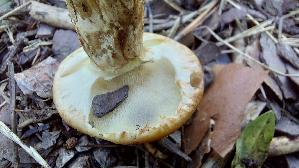 Grau--er-Laerchenroehrling_Suillus-viscidus_20250904_140000.jpg