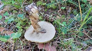 Grau--er-Laerchenroehrling_Suillus-viscidus_20250904_140149.jpg