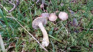 Grau--er-Laerchenroehrling_Suillus-viscidus_20250905_141438.jpg