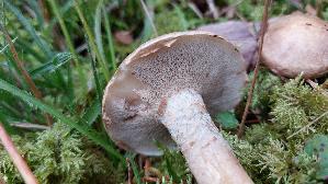 Grau--er-Laerchenroehrling_Suillus-viscidus_20250905_141446.jpg