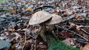 Grau--er-Laerchenroehrling_Suillus-viscidus_20250925_135629.jpg