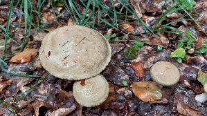 Grau--er-Laerchenroehrling_Suillus-viscidus_20260831_125807.jpg