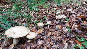 Grau--er-Laerchenroehrling_Suillus-viscidus_20260831_125818.jpg