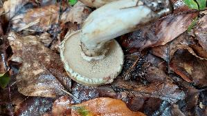 Grau--er-Laerchenroehrling_Suillus-viscidus_20260831_130012.jpg
