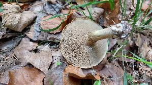 Grau--er-Laerchenroehrling_Suillus-viscidus_20260912_141715.jpg