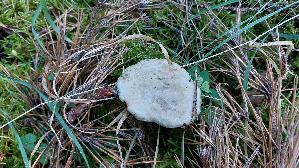 Grau--er-Laerchenroehrling_Suillus-viscidus_20261005_120032.jpg