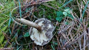 Grau--er-Laerchenroehrling_Suillus-viscidus_20261005_120059.jpg
