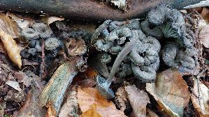 Grau--er-Leistling_Craterellus-cinereus_20251015_153503.jpg