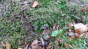 Grau--er-Leistling_Craterellus-cinereus_20261019_155005.jpg