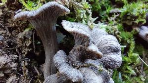 Grau--er-Leistling_Craterellus-cinereus_20261019_155039.jpg