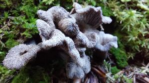 Grau--er-Leistling_Craterellus-cinereus_20261019_155109.jpg