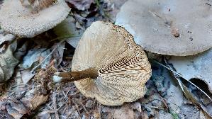 Grau--er-Mehltrichterling_Clitocybe-ditopus_20260912_144812.jpg