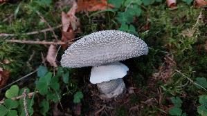 Grau--er-Wulstling_Amanita-excelsa_20250821_110751.jpg