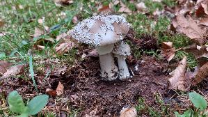 Grau--er-Wulstling_Amanita-excelsa_20260608_125149.jpg