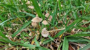 Graubrauner-Wiesenhelmling_Mycena-pseudopicta_20250928_140625.jpg