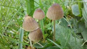 Graubrauner-Wiesenhelmling_Mycena-pseudopicta_20250928_140752.jpg